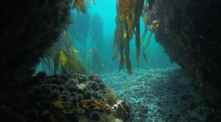 Discover Scuba Diving