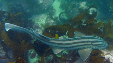 Discover Scuba Diving