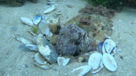 Discover Scuba Diving