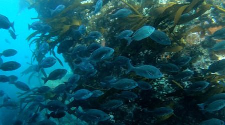 Discover Scuba Diving