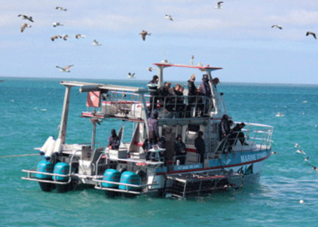 Shark Cage Diving Gaansbaai