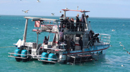 Shark Cage Diving Gaansbaai