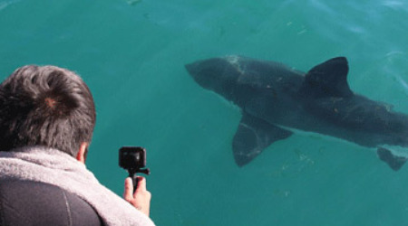 Shark Cage Diving Gaansbaai