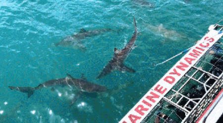 Shark Cage Diving Gaansbaai