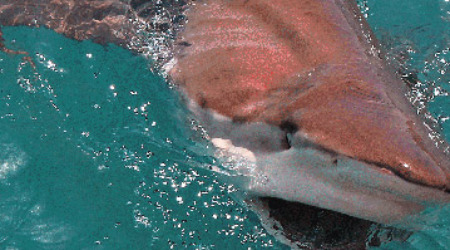 Shark Cage Diving Gaansbaai