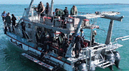 Shark Cage Diving Gaansbaai