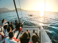 Enigma Power Catamaran 